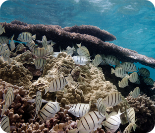 Shark Island