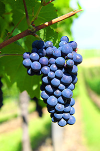 grapes on a vine
