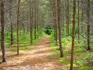 dirt path in the middle of a hiking area