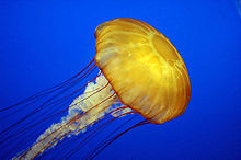 jellyfish image