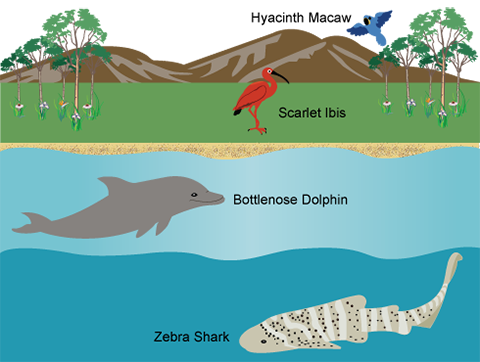 animal infographic
