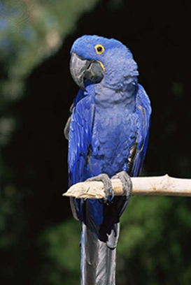 blue parrot