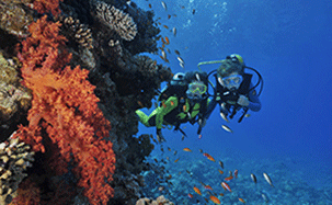 Guest Dive