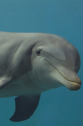 cute dolphin