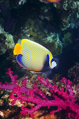blue fish