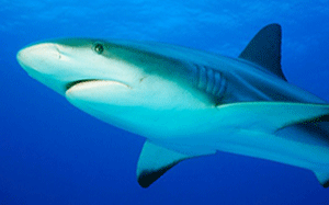 shark