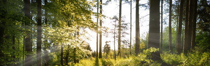 A image of some trees and shrubs with the sun shinning through.