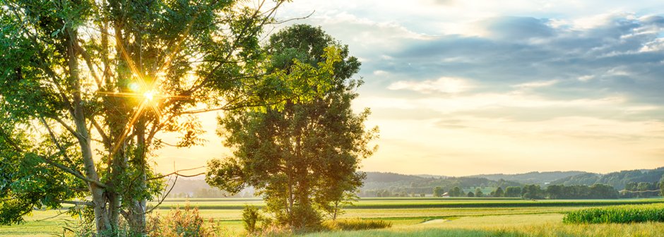 Landscape image of an open green field with the sun in the background.